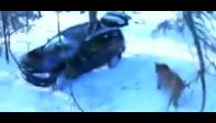 video Ava gelen ayı av oldu!