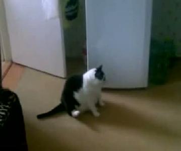 şişko kedi kulağını kaşıyamadı