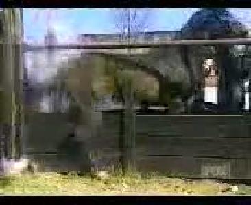 Mehmet yener -komik video