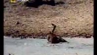 video Su Aygırı Timsahın Ağzından Antilobu Kurtarıyor