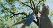 The Tree of Life (fragman)