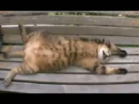 Kedi gunesleniyor!