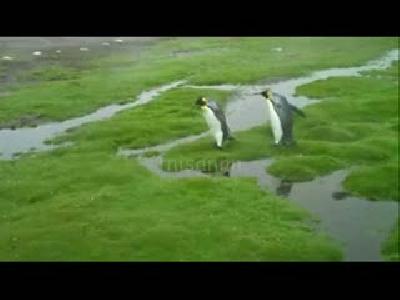 Penguenler de zorda!